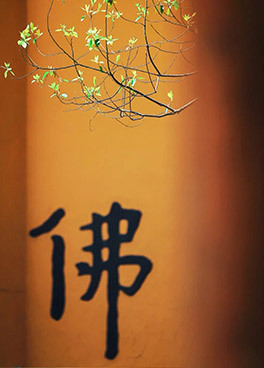 云赏浙江佛寺春景，一片春意盎然景象