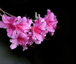 已经皈依了，但是家里要我早晚烧香拜神怎么办?