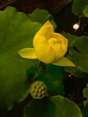 各宗派兴起后，在弘传的过程中有些什么样的曲折变化？