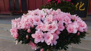 现在信佛的人多，真正修持正道的人寥寥无几！为什么呢？