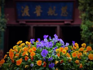 如何培养慈悲之心？