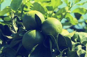 东方：发展绿橙产业 助力乡村振兴