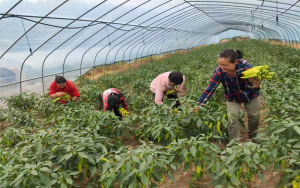 湖北郧西：订单“蔬”写“菜经济”