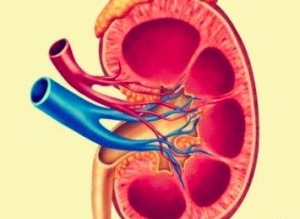 肾小球坏死是怎么引起的 憋尿对肾脏的影响