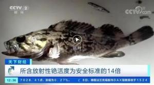 偷排核废水了？日本福岛海鱼辐射超标14倍