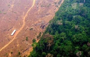 亚马逊雨林已出现草原化迹象 很可能永远无法恢复