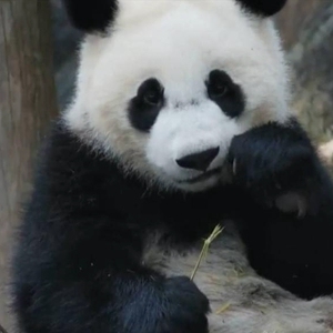 冬日里大熊猫“喜豆”一家送温暖