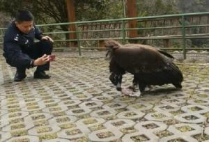四川一受伤秃鹫获救后赖着不走 警察：每天10斤肉