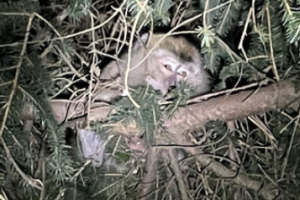 美逃跑的实验猴子被找到：3只被安乐死 未解释原因