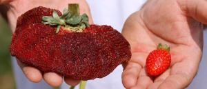 以色列农民种出世界上最重草莓