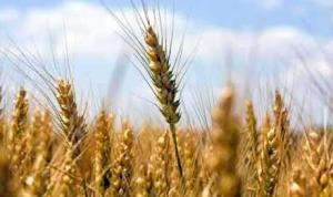 海关总署：允许俄罗斯全境小麦进口