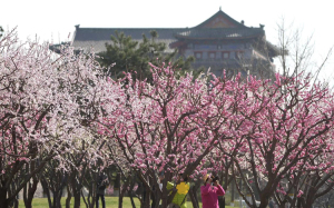 美图 | 北京古城墙下，花红柳绿引来市民踏青打卡