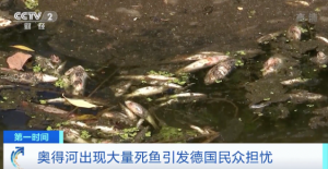 波兰部长：尚未发现有毒物质造成奥得河鱼死亡
