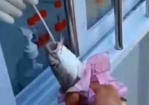 “人+物”同檢，廈門魚蟹被扒開嘴做核酸
