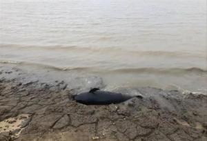 驴友在鄱阳湖湖滩发现江豚尸体 头部有暗红色血渍
