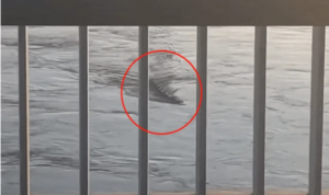 韩民众在汉江拍到“水怪” 长达10米类似巨型鳗鱼