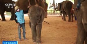 游客锐减泰国大象“失业” 只能靠直播打赏维持生活
