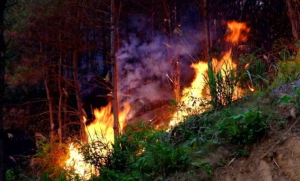 连续两天发生两起山火，湖南省泸溪县被通报