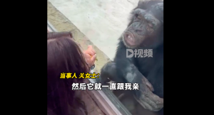 猩猩隔窗亲吻女游客媳妇一来秒怂 果然求生欲不分物种