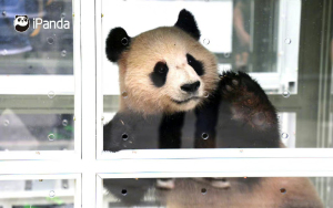 你好，卡塔尔！大熊猫首次旅居中东