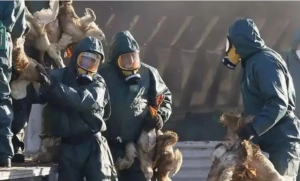 美国禽流感已致超4700万只家禽死亡 鸡肉价格飙升