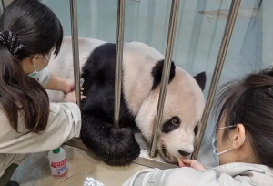 大熊猫“团团”疑似罹患恶性脑瘤，国台办：选派专家赴台治疗