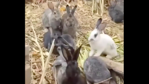 男子捡回3只兔子7个月繁殖近百只 兔子繁殖能力真强