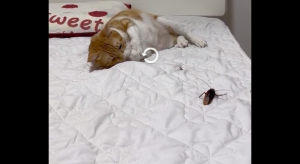 小猫叼巨型蟑螂回家躺床抱着玩还和蟑螂贴贴 床都不想要了！
