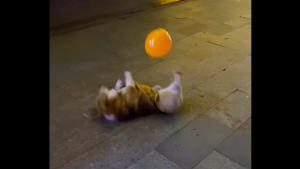狗狗玩气球把自己玩尴尬了！狗子：我起跳很完美啊！