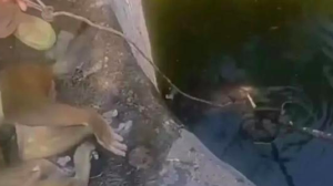 蓄水池水变难喝村民发现猴子尸体 林业部门:尸体就地掩埋