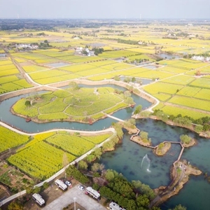 湖北沙洋：小油菜串起大产业助力打造“富美”乡村