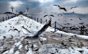 青岛：雪后海边海鸥翔集