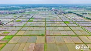 江西上高：连片农田如同“调色盘”