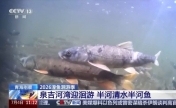 科技监测 双线守护青海湖湟鱼洄游
