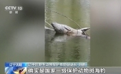 国家一级保护动物斑海豹现身乡村鱼塘