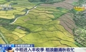 秋收好“丰”景 多地特色农产品迎来采收季