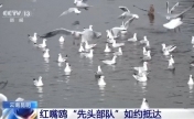 “先头部队”抵达滇池 科学守护候鸟“老朋友”