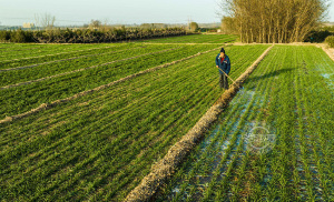 襄汾：小麦冬浇 冬水灌得饱 来年收成好