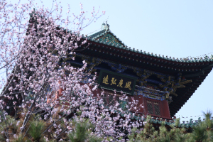 迎泽公园赏春景