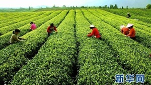 Hangzhou'daki Çay Müzesi'nde leziz bir serüven
