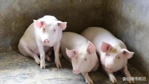 一夜降溫！豬價下跌“跌不停” 供應(yīng)壓力持續(xù)增大