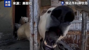 北極熊占領(lǐng)俄羅斯廢棄氣象站 無人機(jī)記錄生活日常