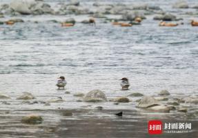 珍稀鸟类中华秋沙鸭飞临都江堰过冬 连续五年现身