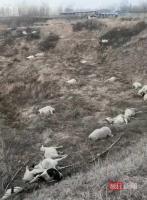 村民家中120只羊被好友毒死 信任与尊严的践踏