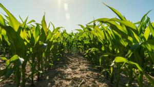 中央明确！农村承包地再延30年整省试点将全面开展 深化农村改革新举措