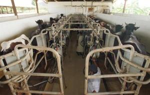 新加坡男子因喝未消毒生牛奶感染牛结核 28年首例病例