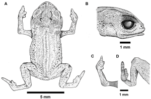 巴西基里里山脉发现超微型新物种——卢拉短头蟾 全球最小脊椎动物之一