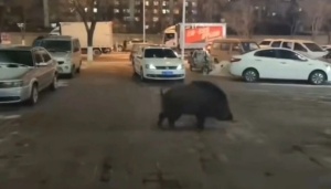 警方回应500斤大野猪闯入城区乱窜 已被击毙未伤人