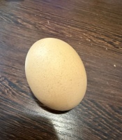 从去年羽绒服兜里掏出了一枚鸡蛋后...