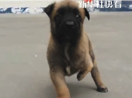3条腿小狗逆袭蜕变成警犬 警犬“巴顿”故事感动无数网友
